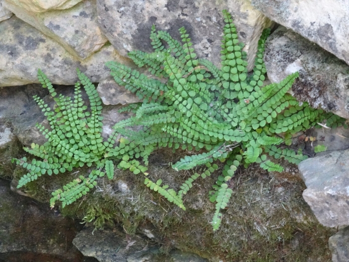 Asplenium trichomanes
