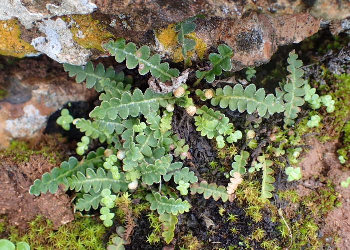 Asplenium ceterach