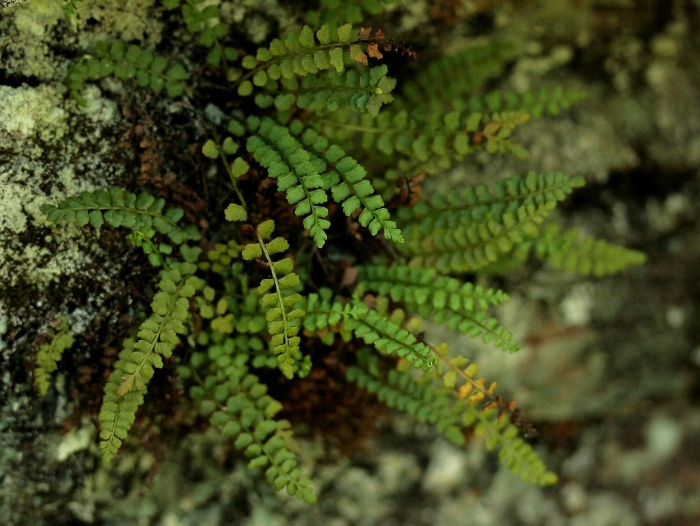 Папоротник костенец (asplenium)