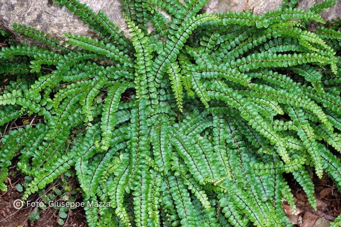 Папоротник костенец волосовидный