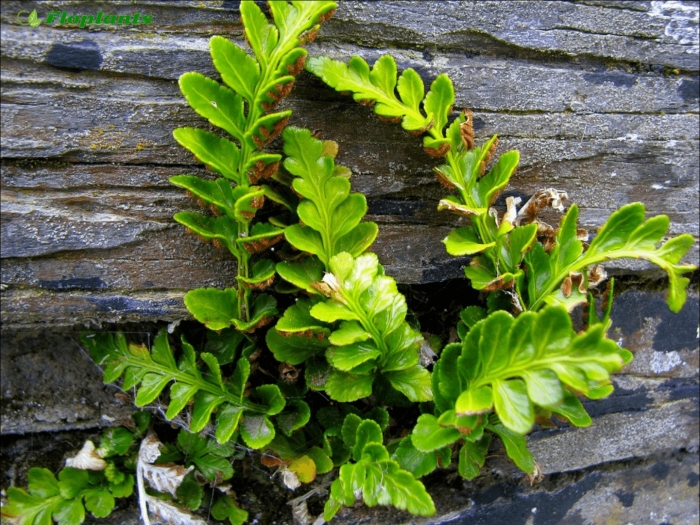 Папоротник костенец