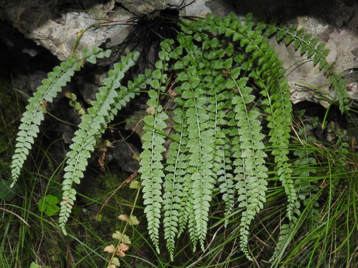Asplenium trichomanes
