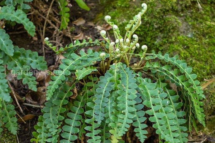 Скребница папоротник