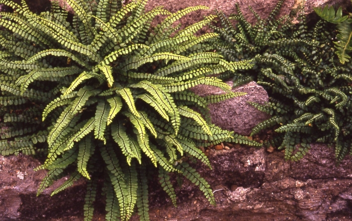 Папоротник костенец степной