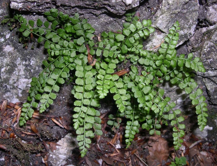 Папоротник асплениум