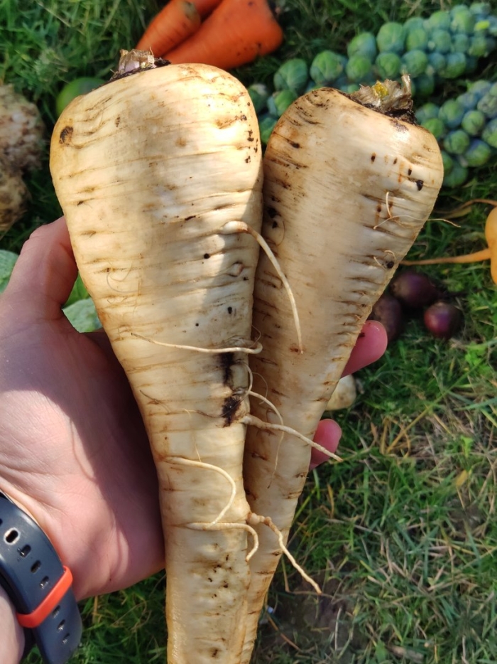 Семена пастернак лучший из всех