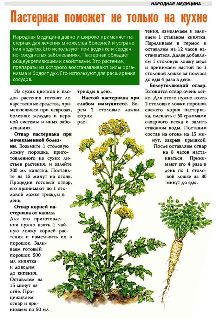 Пастернак многолетнее растение