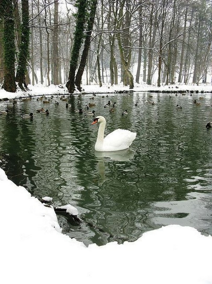 Лебеди зимой