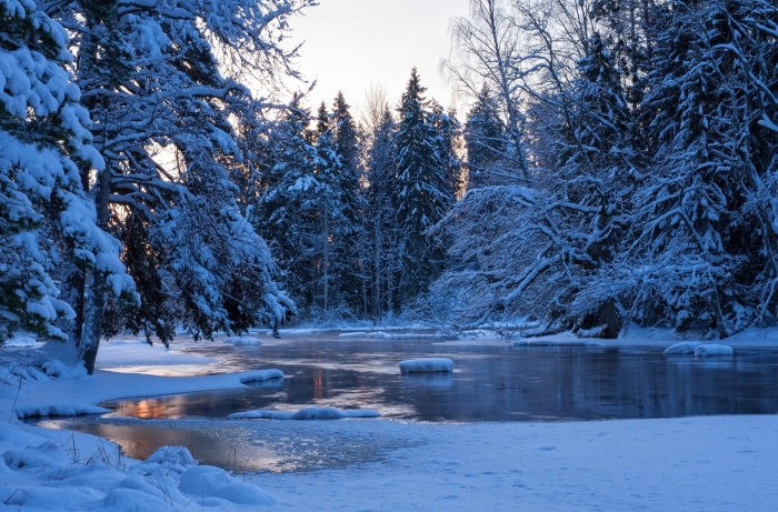 Зима ель у реки