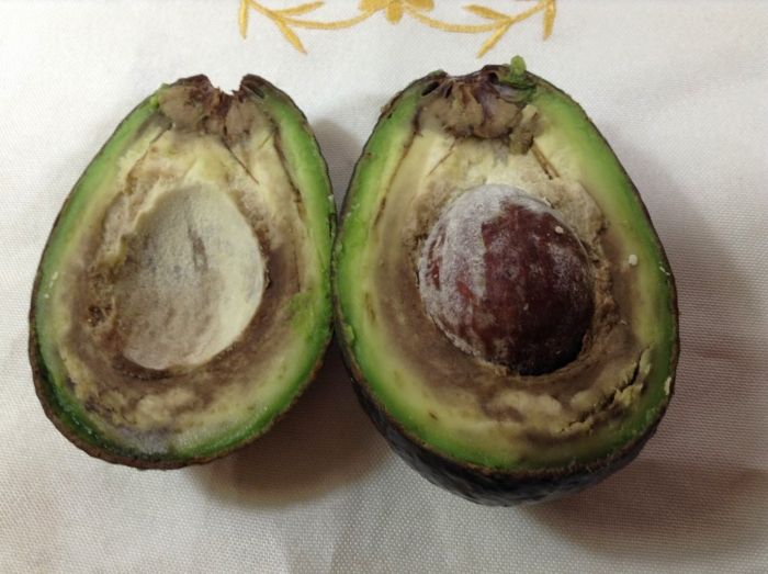 Антракноз авокадо