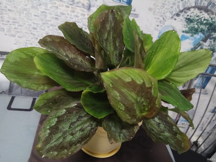 Растение калатея