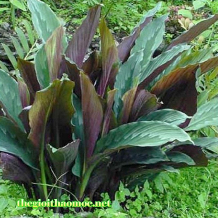 Цветок канна