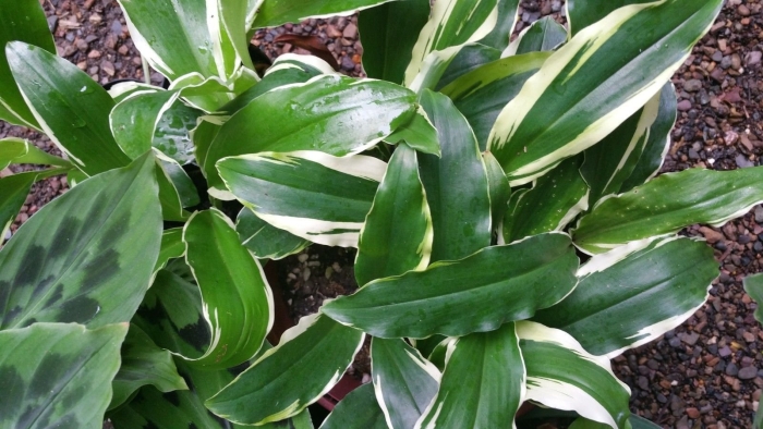 Драцена душистая фрагранс