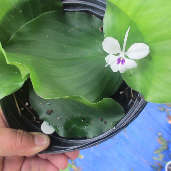 Кемпферия растение