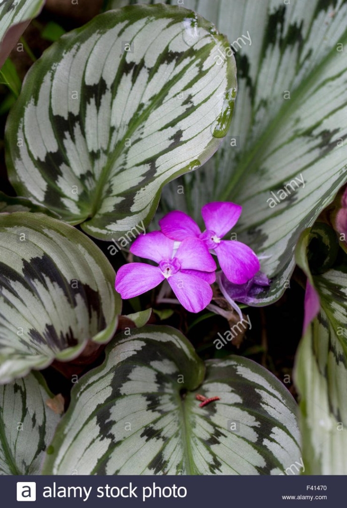 Калатея кемпферия