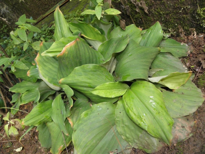 Хоста ланцетолистная hosta lancifolia