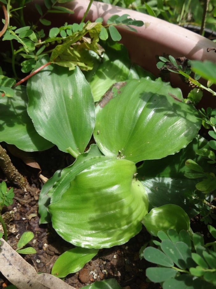 Хоста candy dish