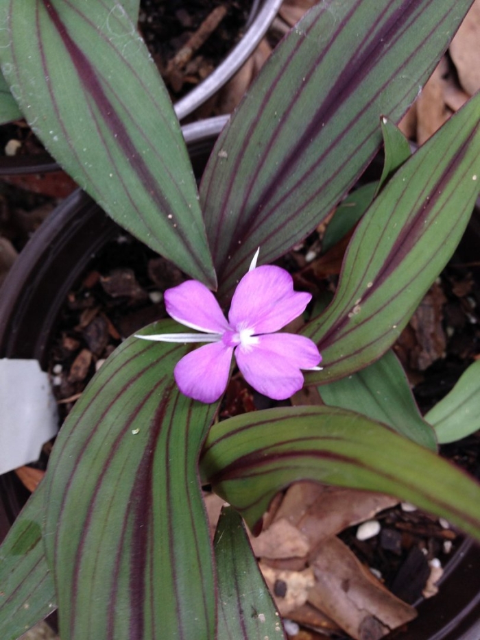 Кемпферия пульхра