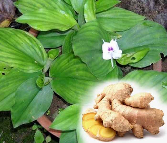 Kaempferia galangal