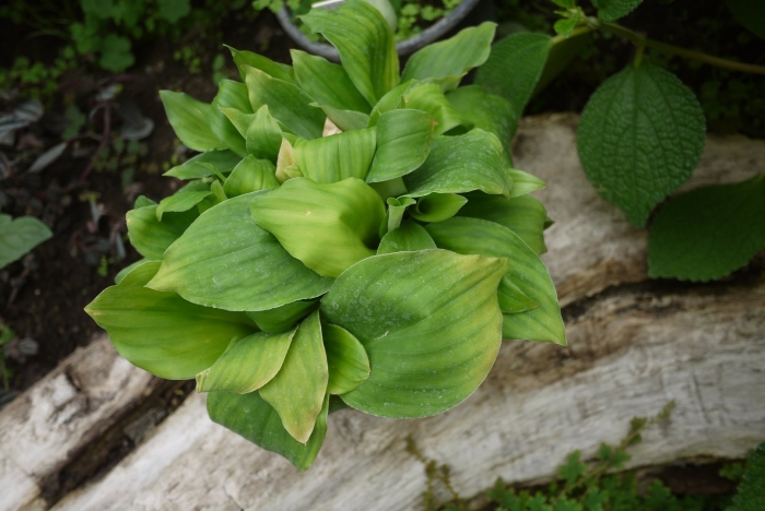 Кемпферия растение