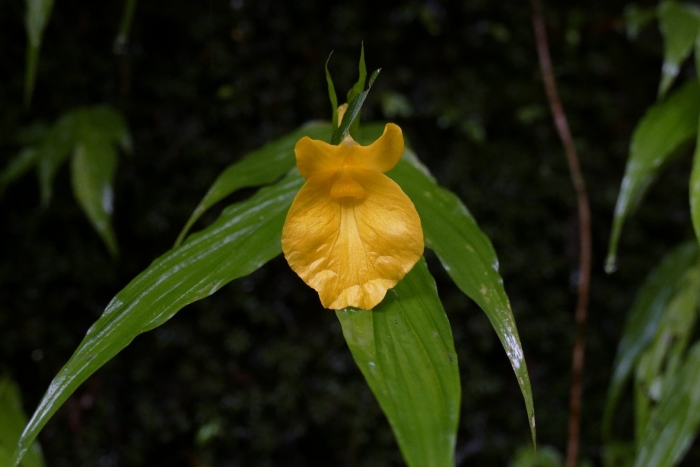 Caulokaempferia coenobialis