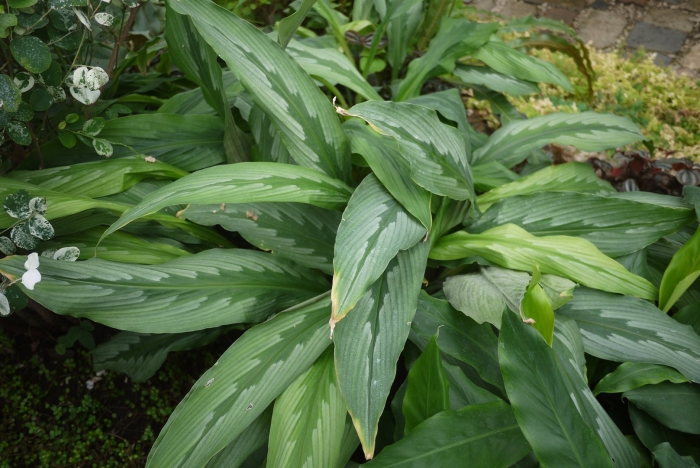 Растение аспидистра