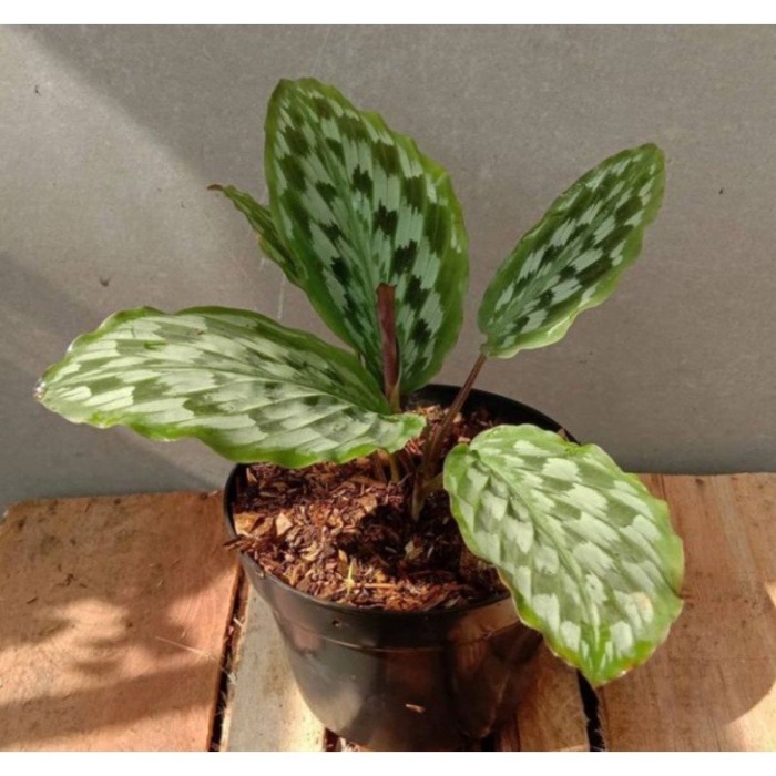 Calathea picturata