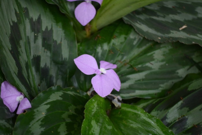 Кемпферия пульхра