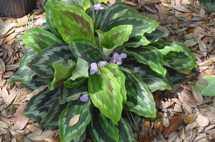 Кемпферия pulchra