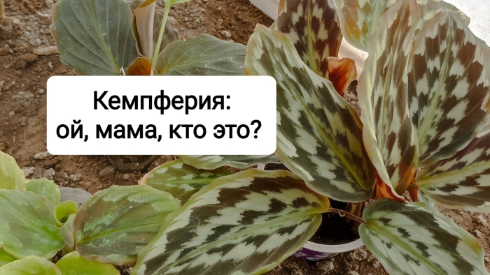 Комнатное растение