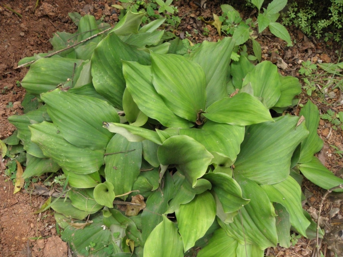 Хоста candy dish