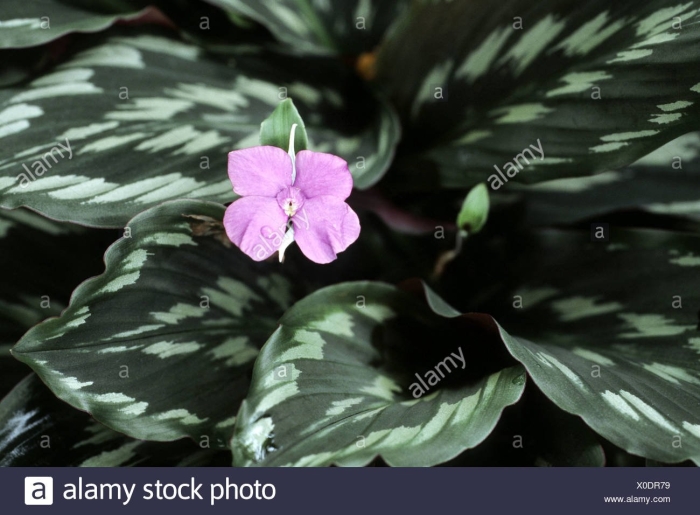 Кемпферия вариегатная