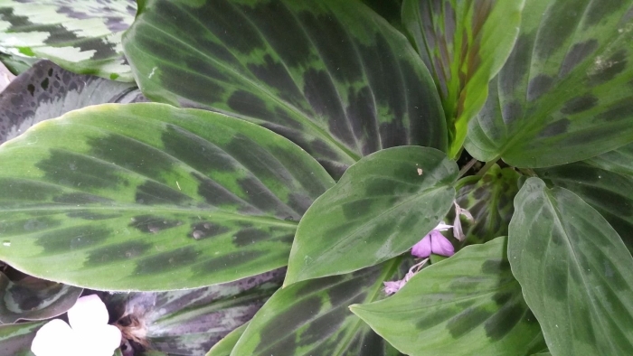 Калатея пиктурата