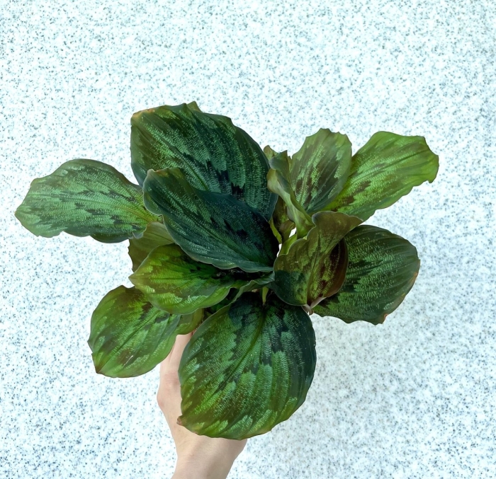 Комнатное растение