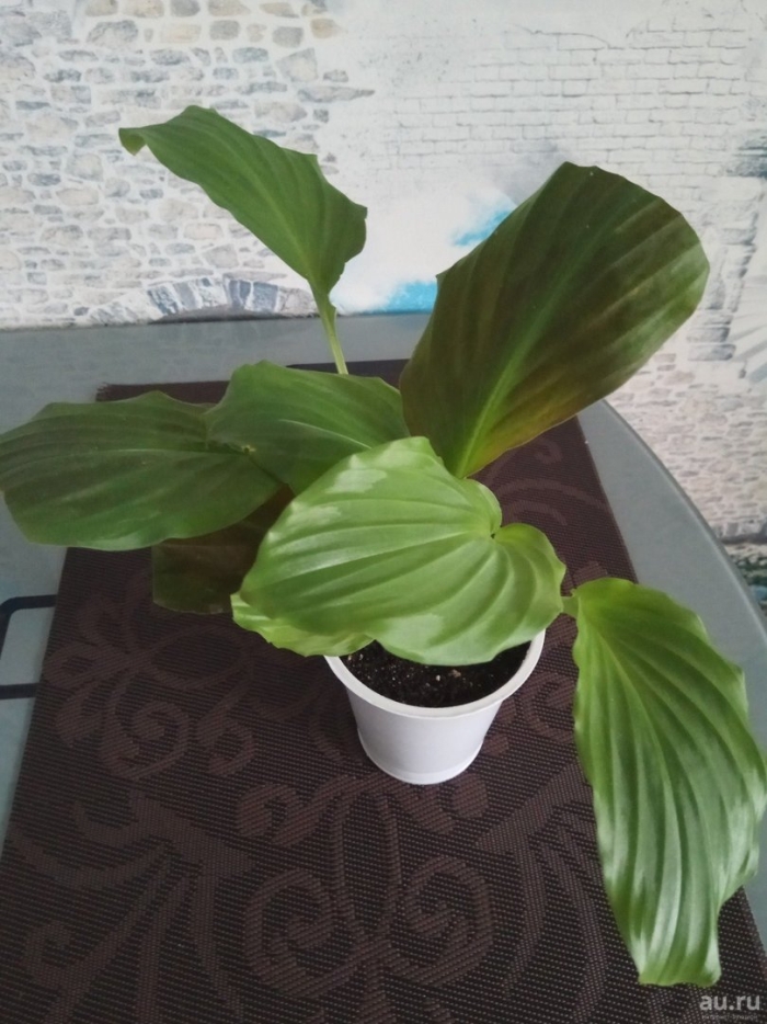 Калатея orbifolia