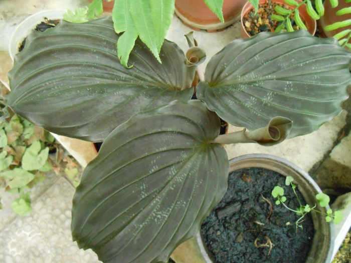 Калатея орбифолия calathea orbifolia