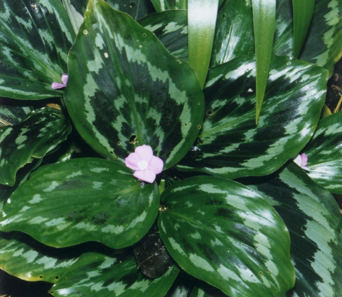 Кемпферия вариегатная