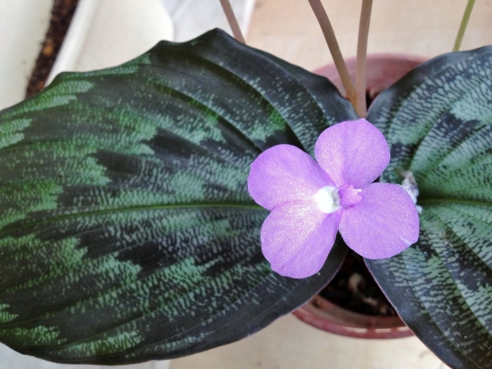 Кемпферия элеганс