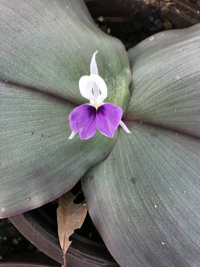 Kaempferia marginata