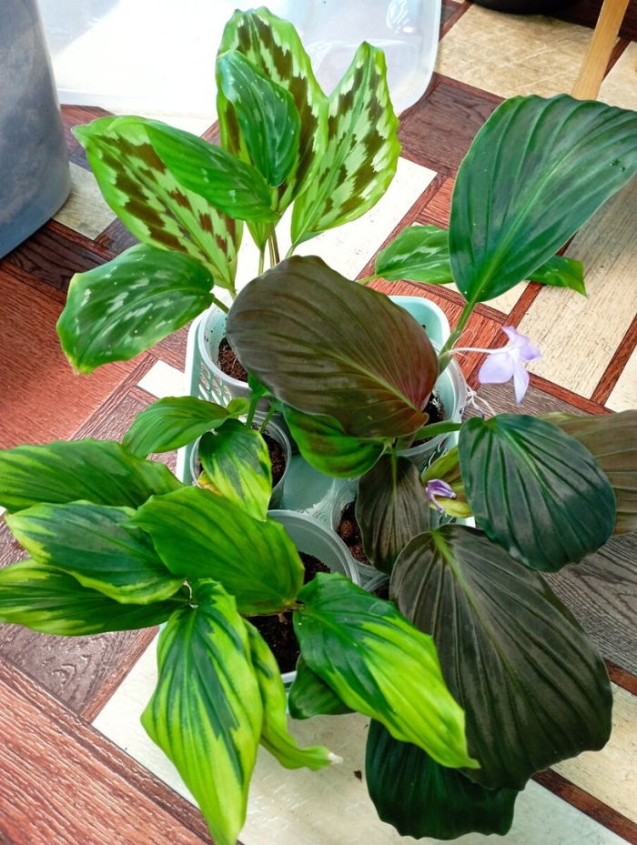 Цветок комнатный