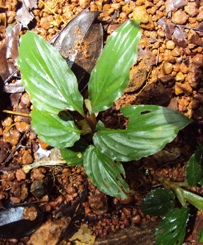 Криптокорина понтедериеволистная аквариумное