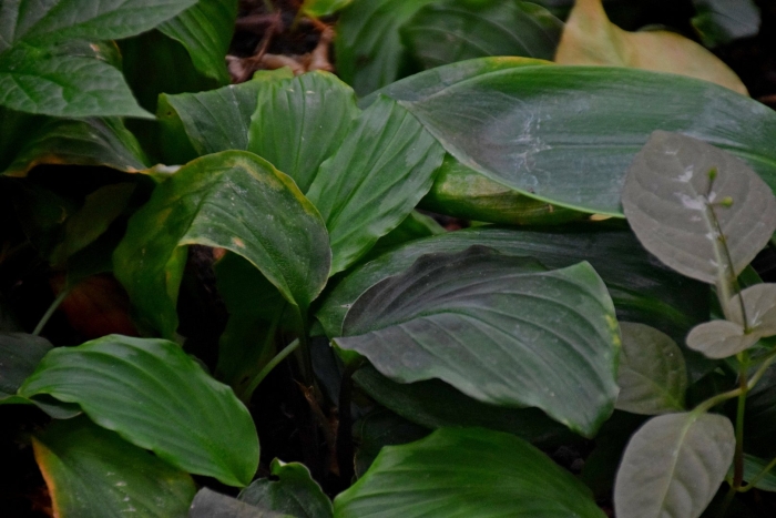 Спатифиллум чернеют листья