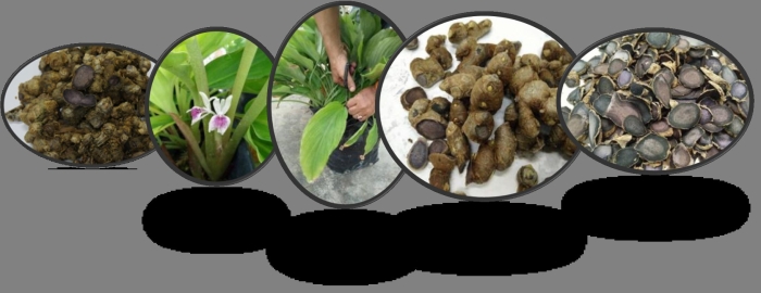 Kaempferia parviflora