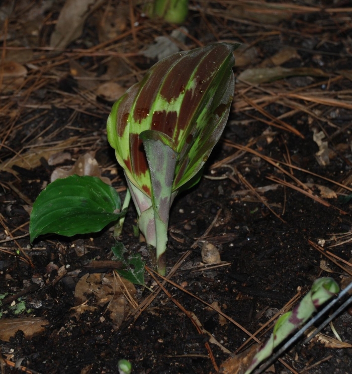 Erythronium japonicum