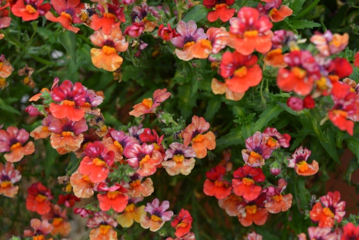 Немезия триумф смесь