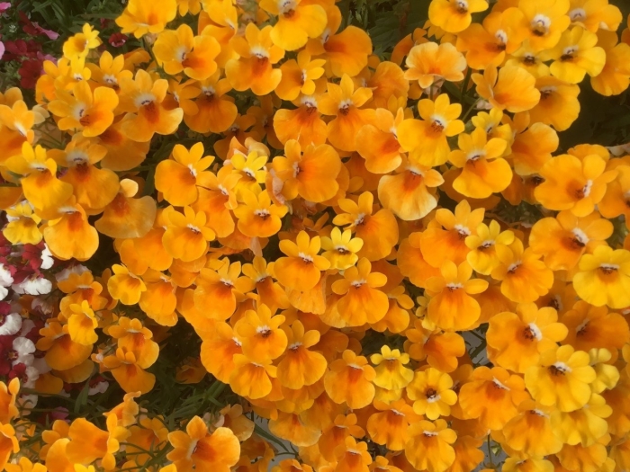 Немезия выращивание из семян в домашних условиях