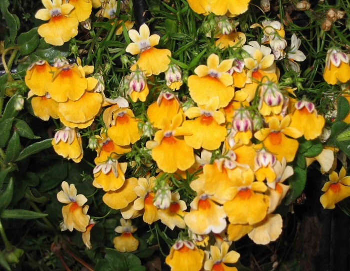 Немезия зобовидная