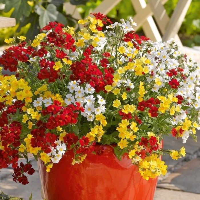 Немезия тропикал ампельная