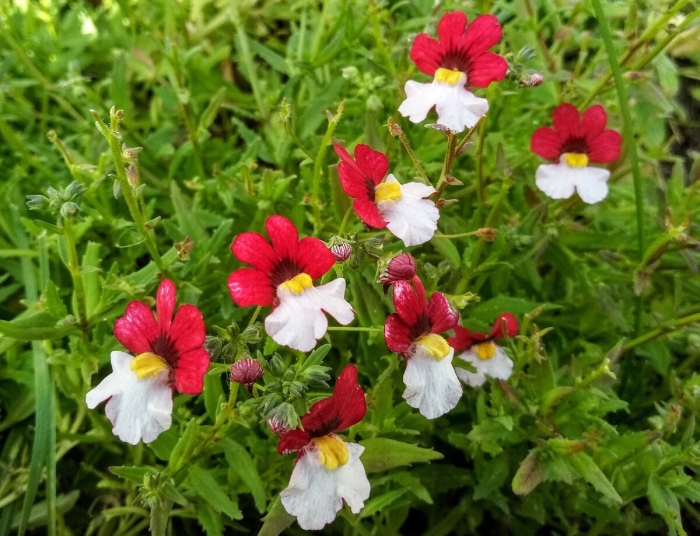 Немезия nesia