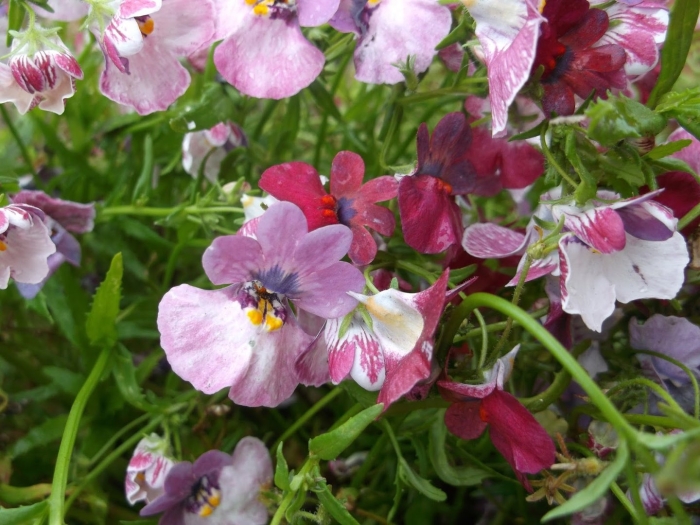 Немезия мантия короля